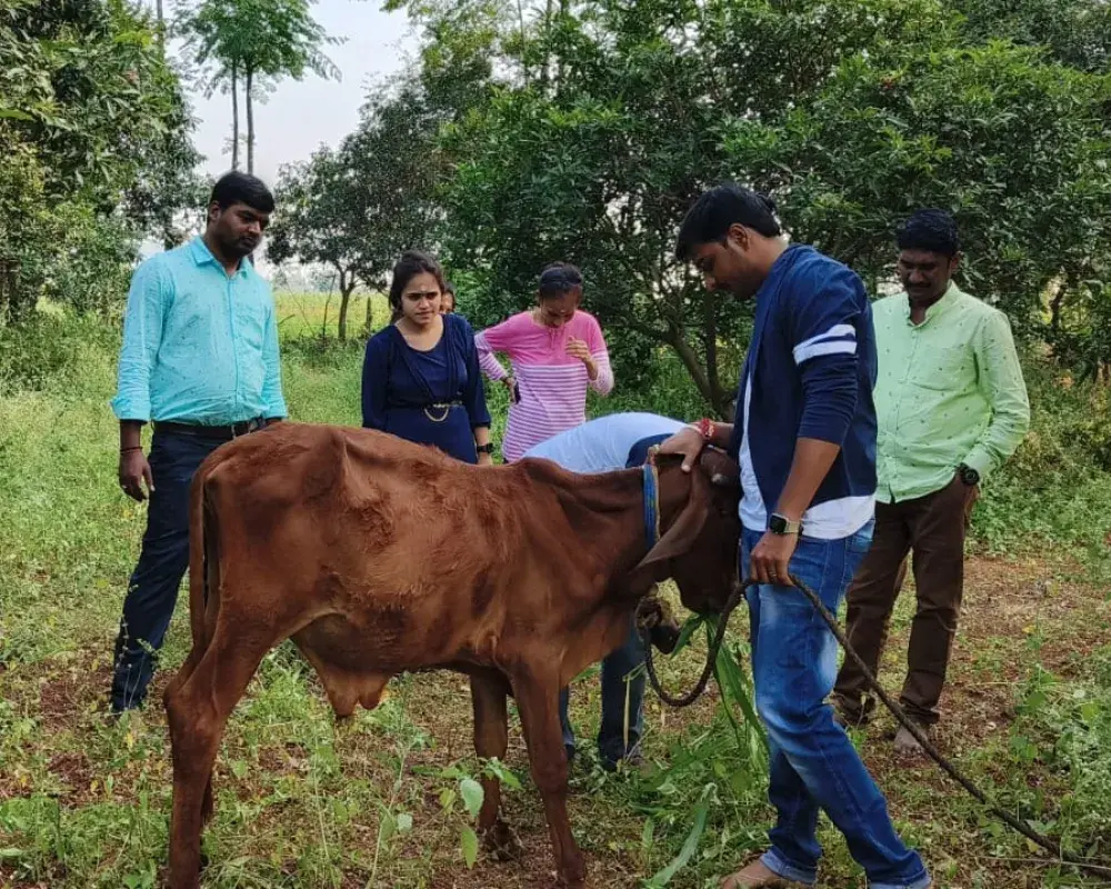Weekend Farm Visit: Desi Calf Care & Livestock Interaction